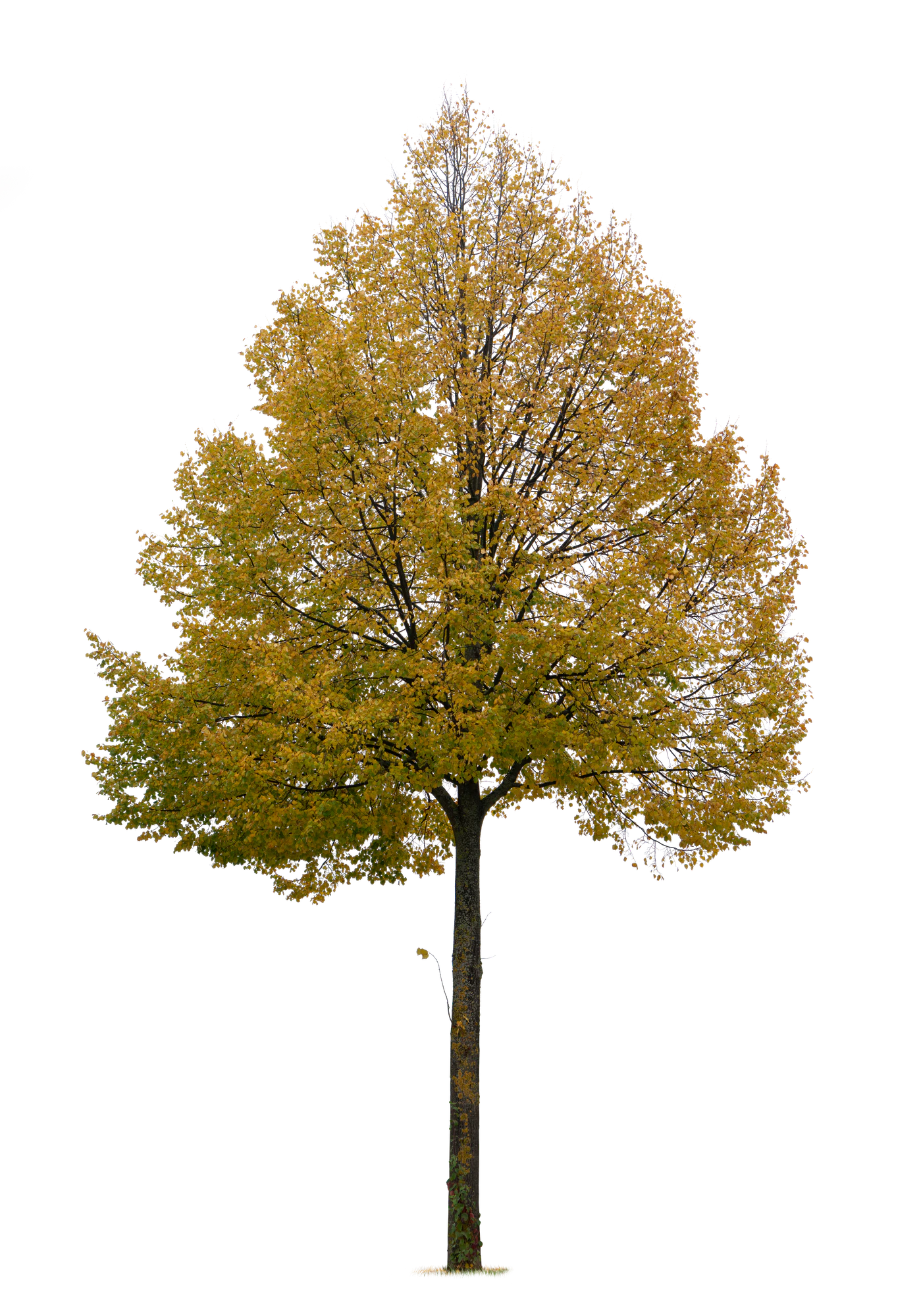 autumn tree 022 — Descargar