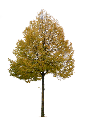 autumn tree 022 — Descargar