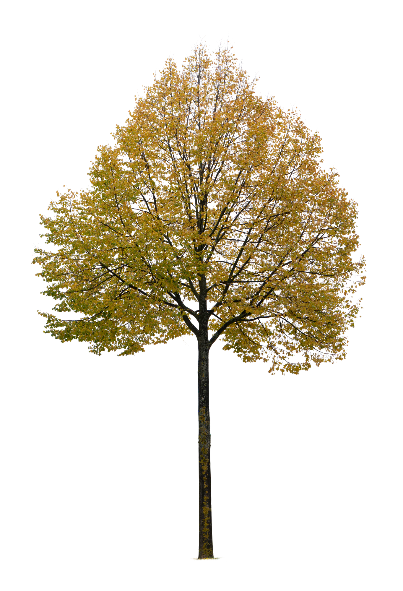 autumn tree 023 — Descargar