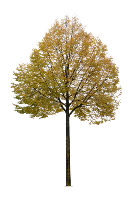 autumn tree 023 — Descargar