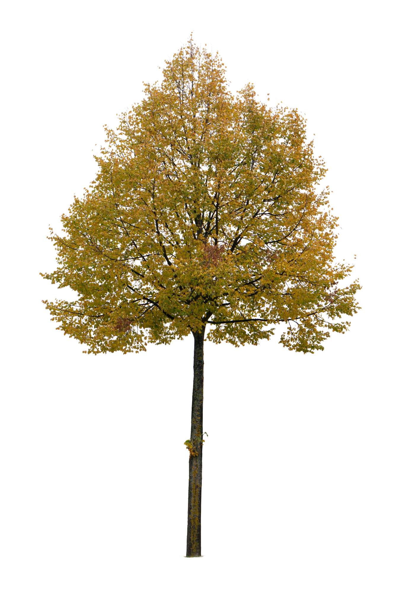 autumn tree 024 — Descargar
