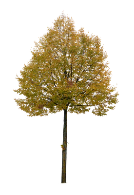 autumn tree 024 — Descargar