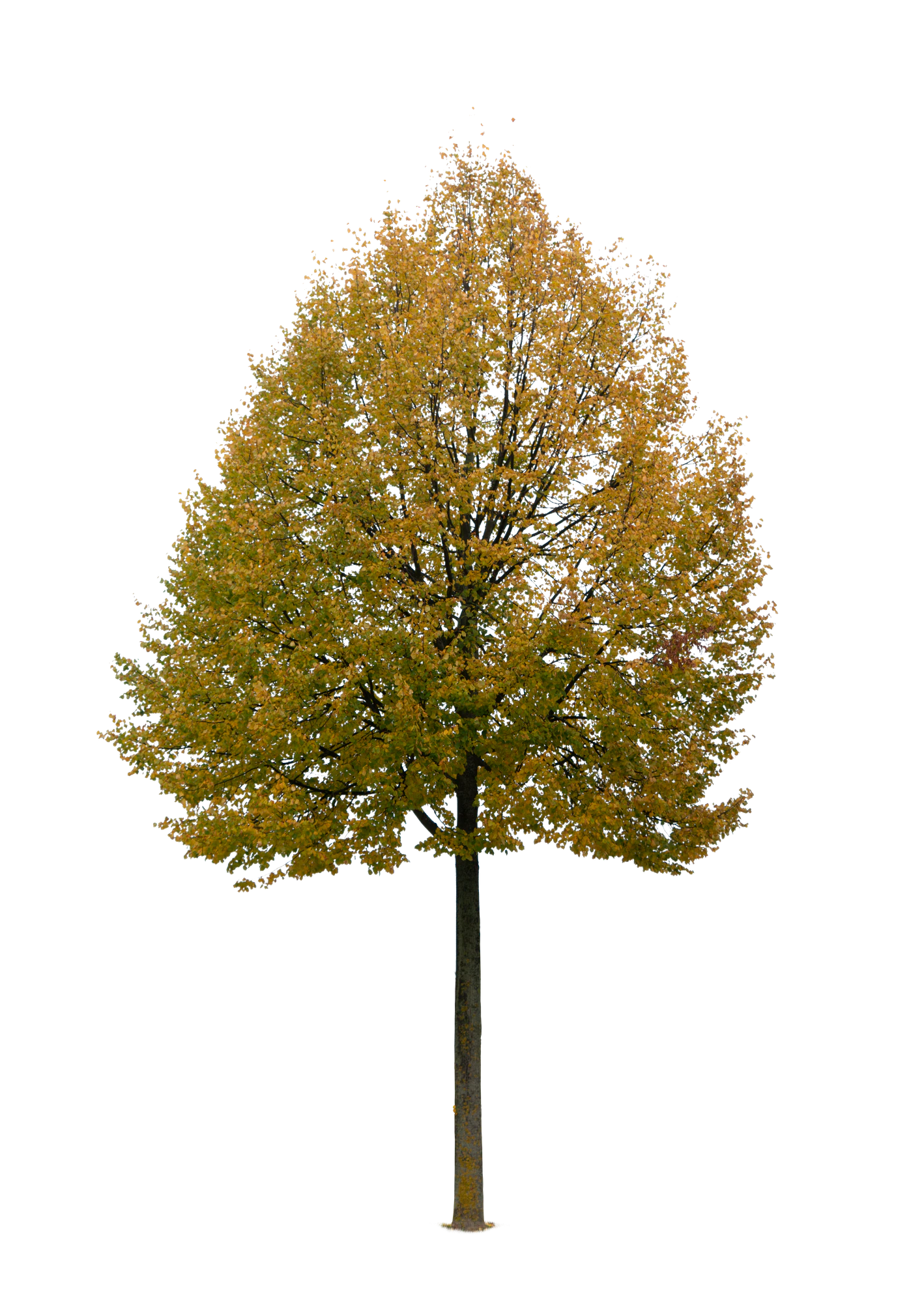 autumn tree 025 — Descargar