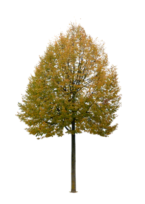 autumn tree 025 — Descargar