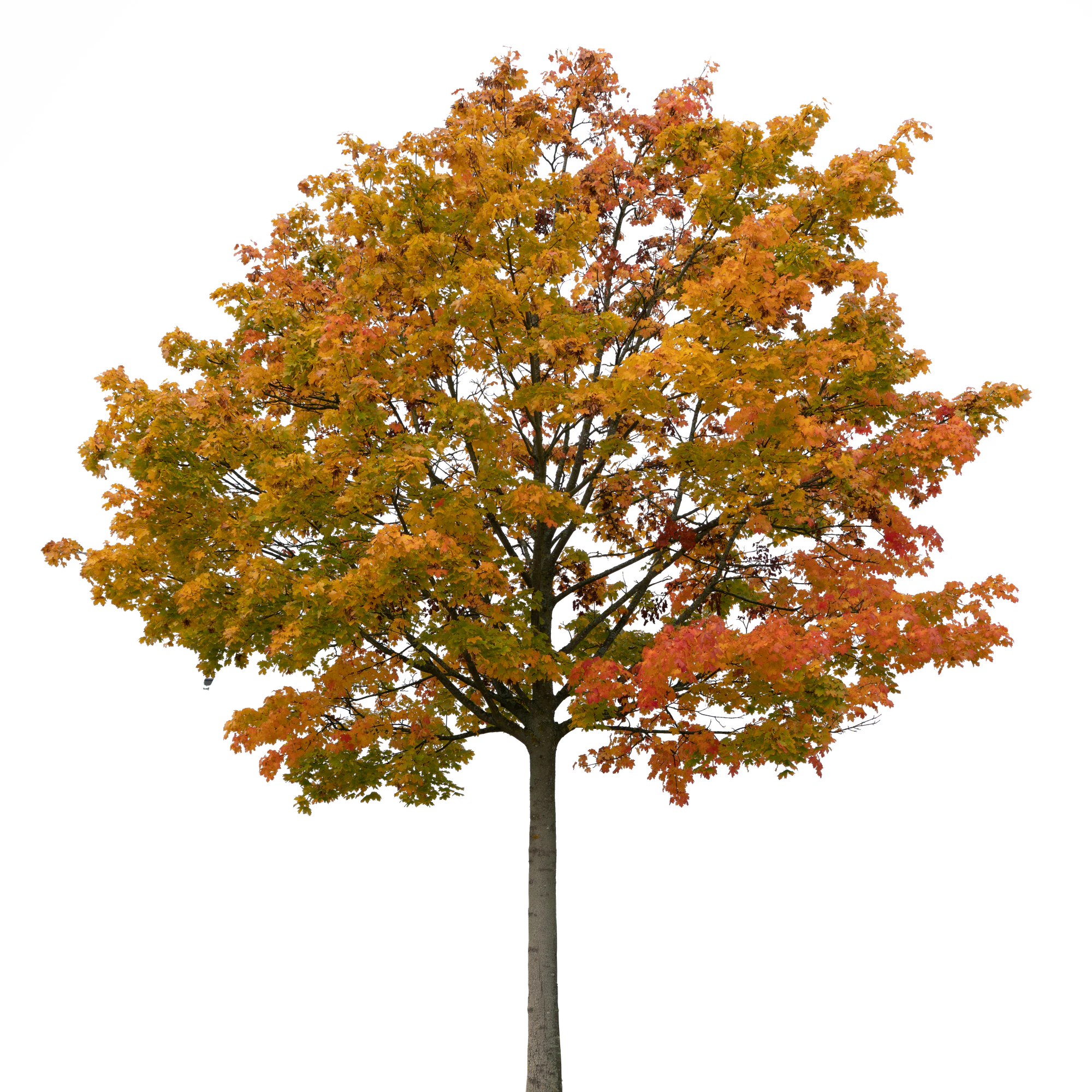 autumn tree 026 — Скачать