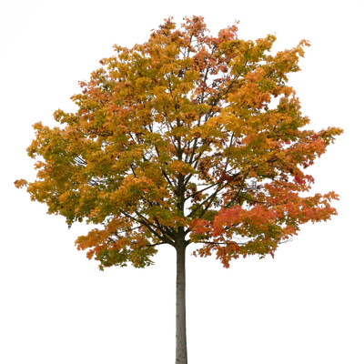autumn tree 026 — Скачать