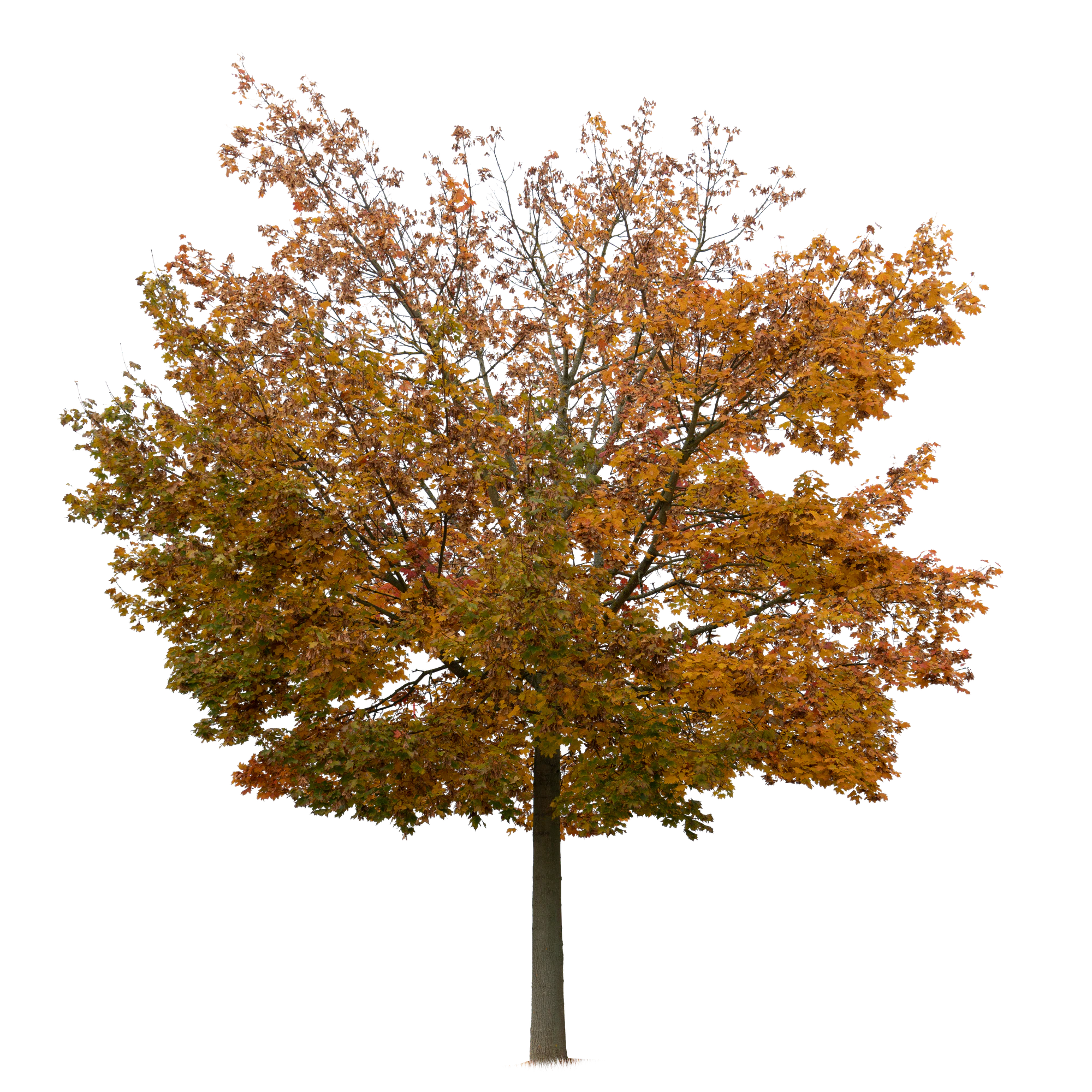 autumn tree 027 — Скачать