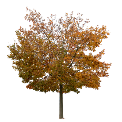 autumn tree 027 — Скачать