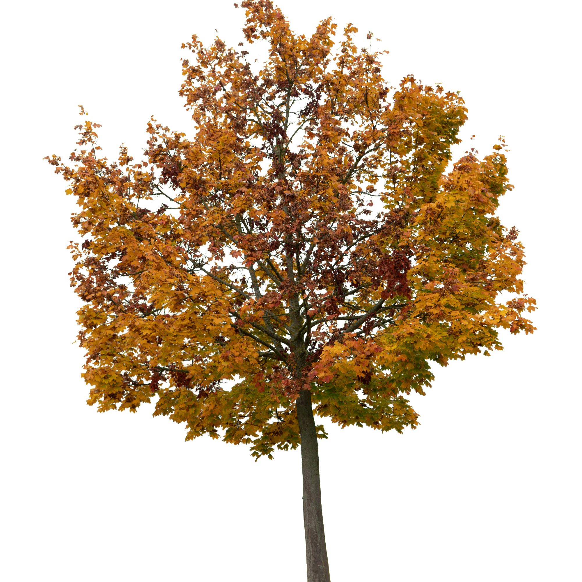 autumn tree 028 — Скачать