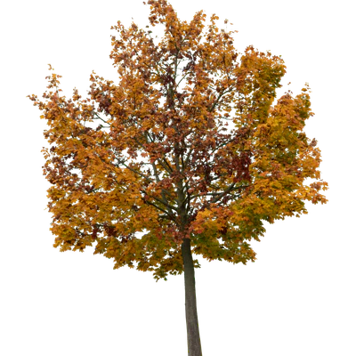 autumn tree 028 — Скачать