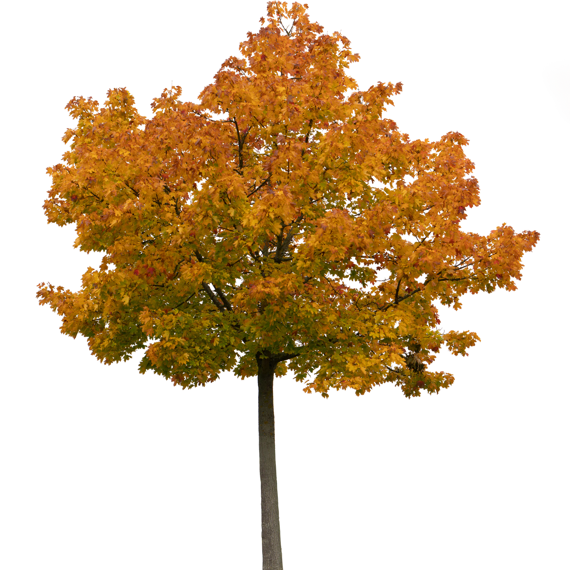 autumn tree 029 — Скачать