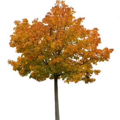 autumn tree 029 — Скачать