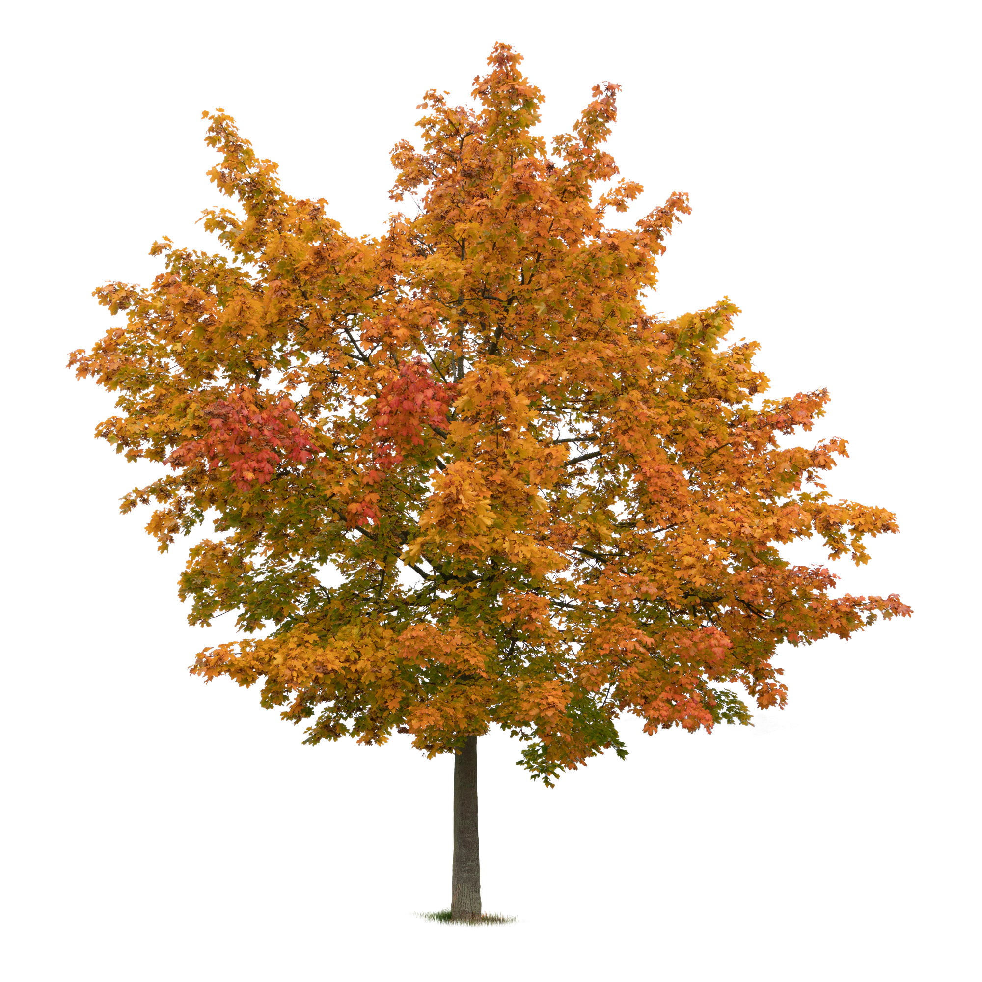 autumn tree 030 — Descargar