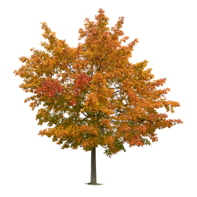 autumn tree 030 — Descargar