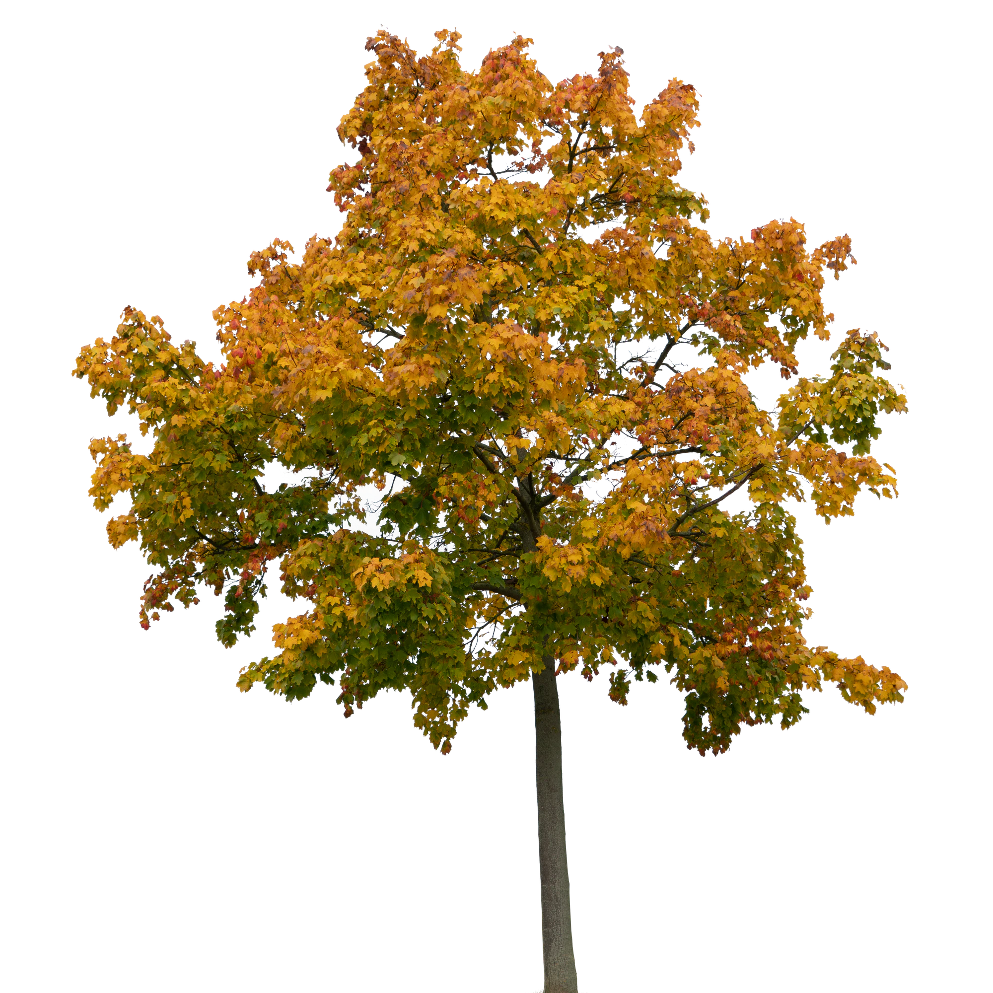 autumn tree 031 — Descargar