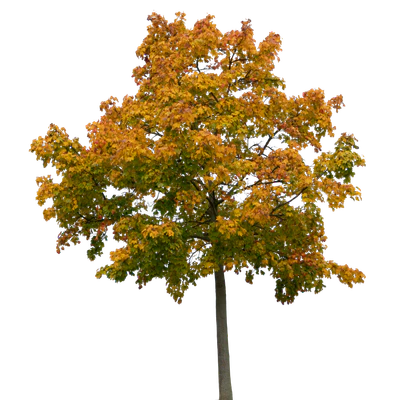 autumn tree 031 — Descargar