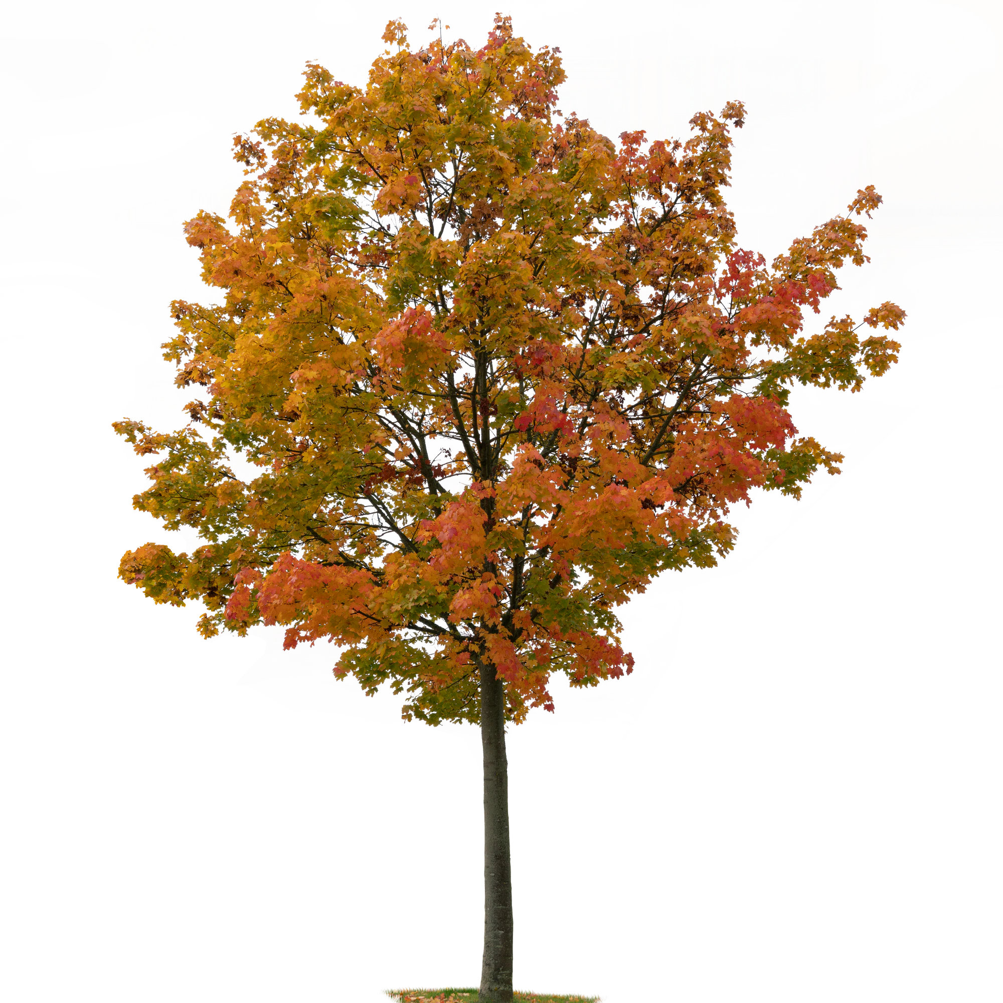 autumn tree 032 — Скачать