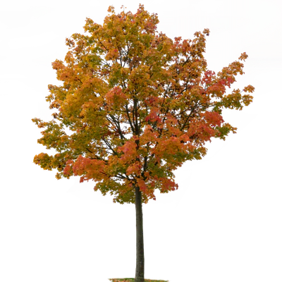 autumn tree 032 — Скачать