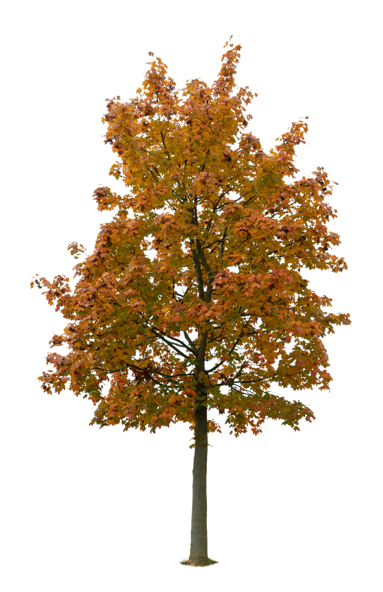 autumn tree 033 — Download