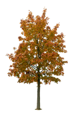 autumn tree 033 — Download