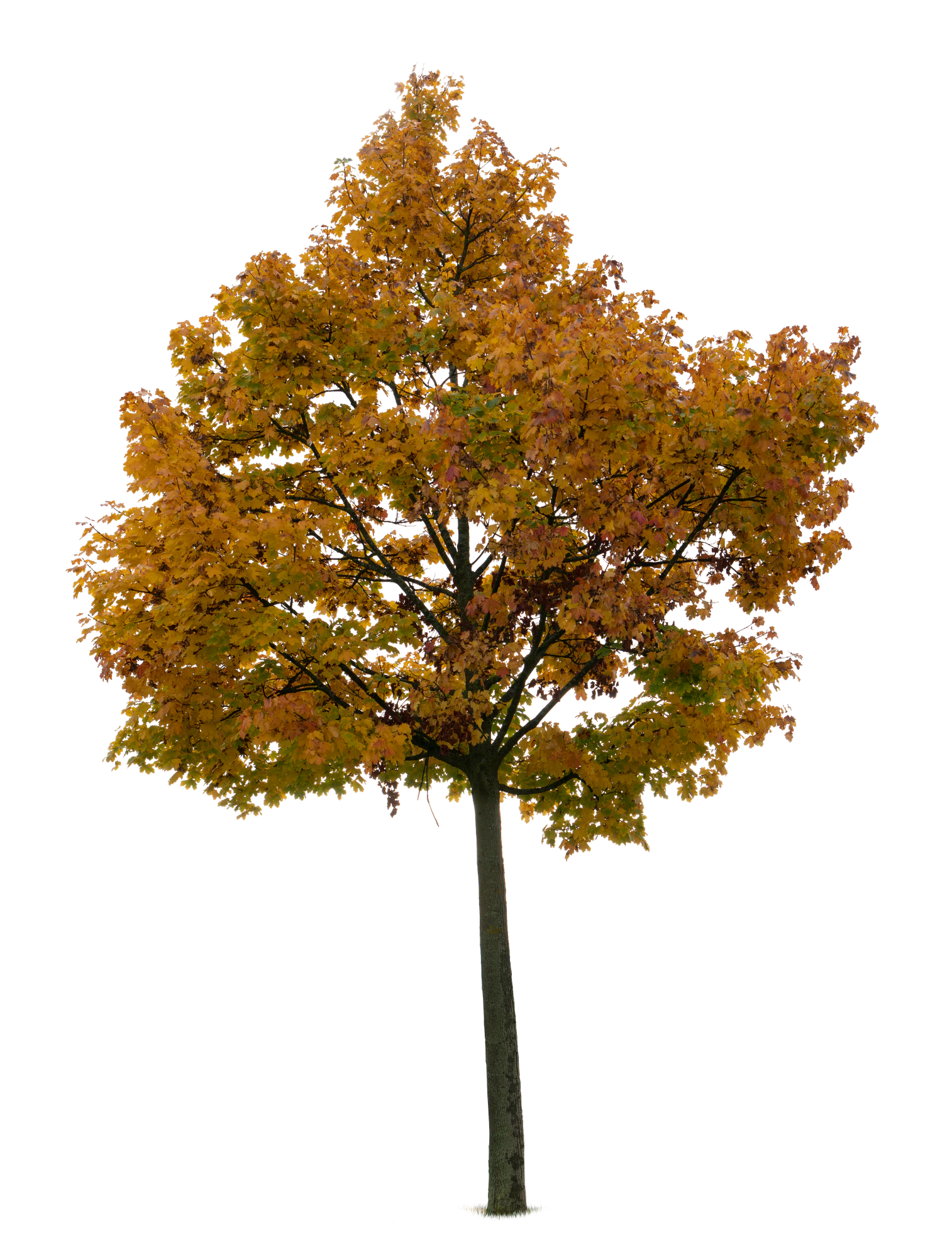 autumn tree 034 — Скачать