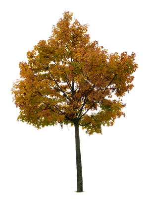 autumn tree 034 — Скачать
