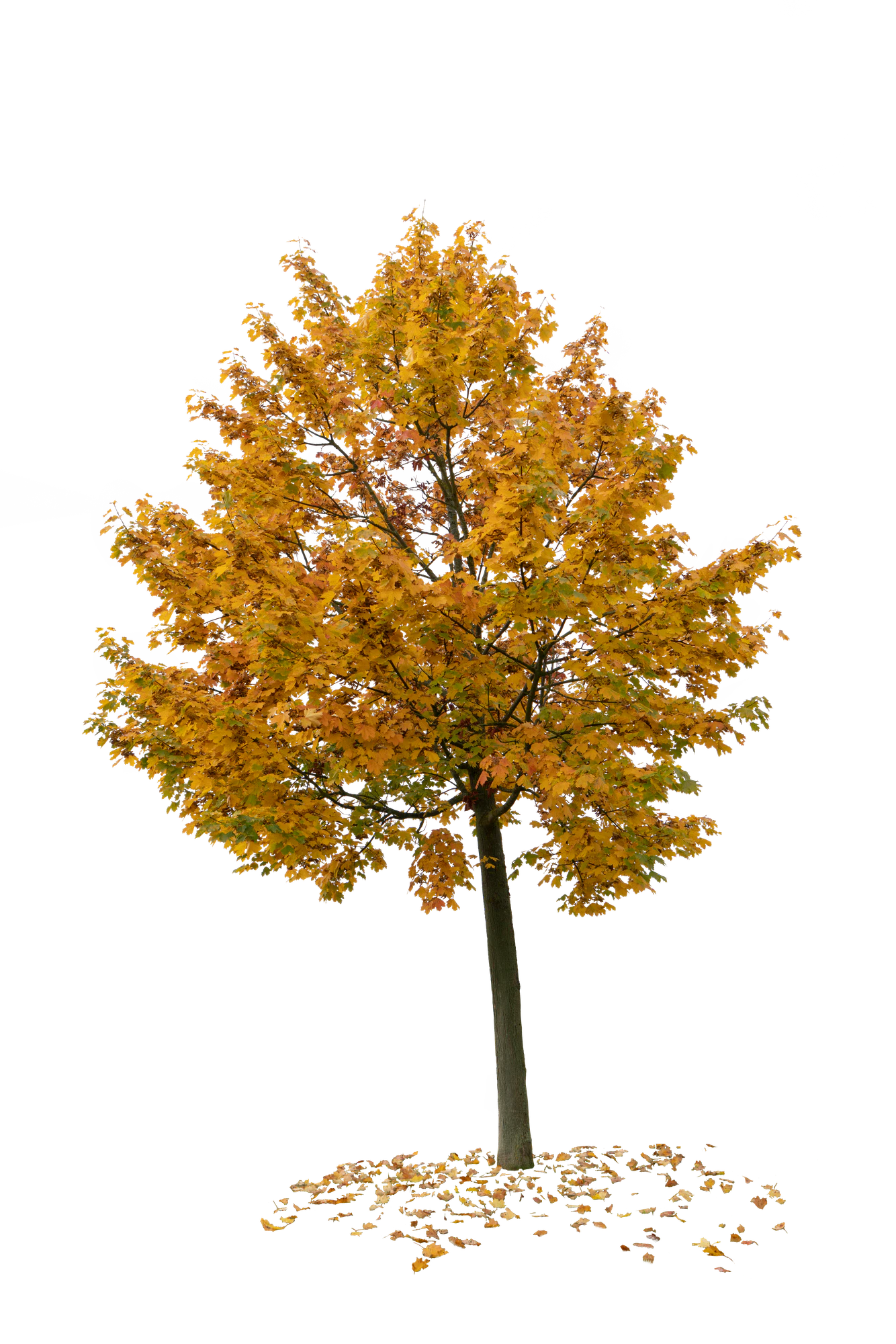 autumn tree 035 — Скачать