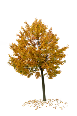 autumn tree 035 — Скачать