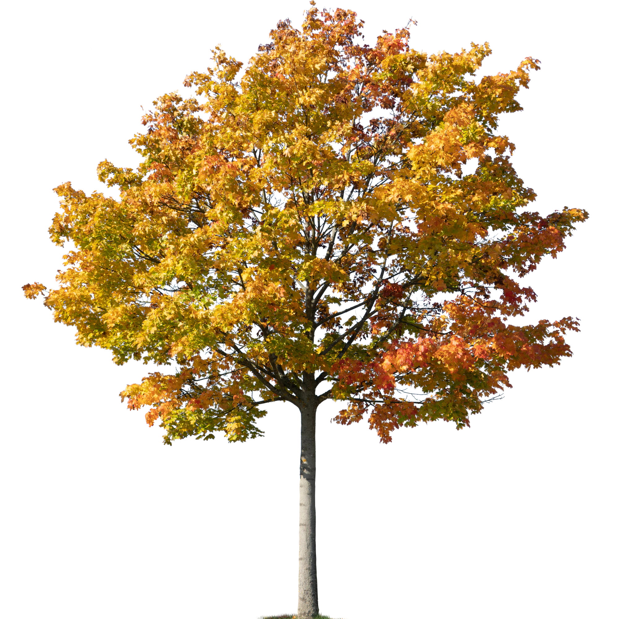 autumn tree 036 — Descargar