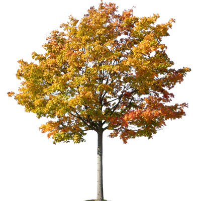 autumn tree 036 — Descargar