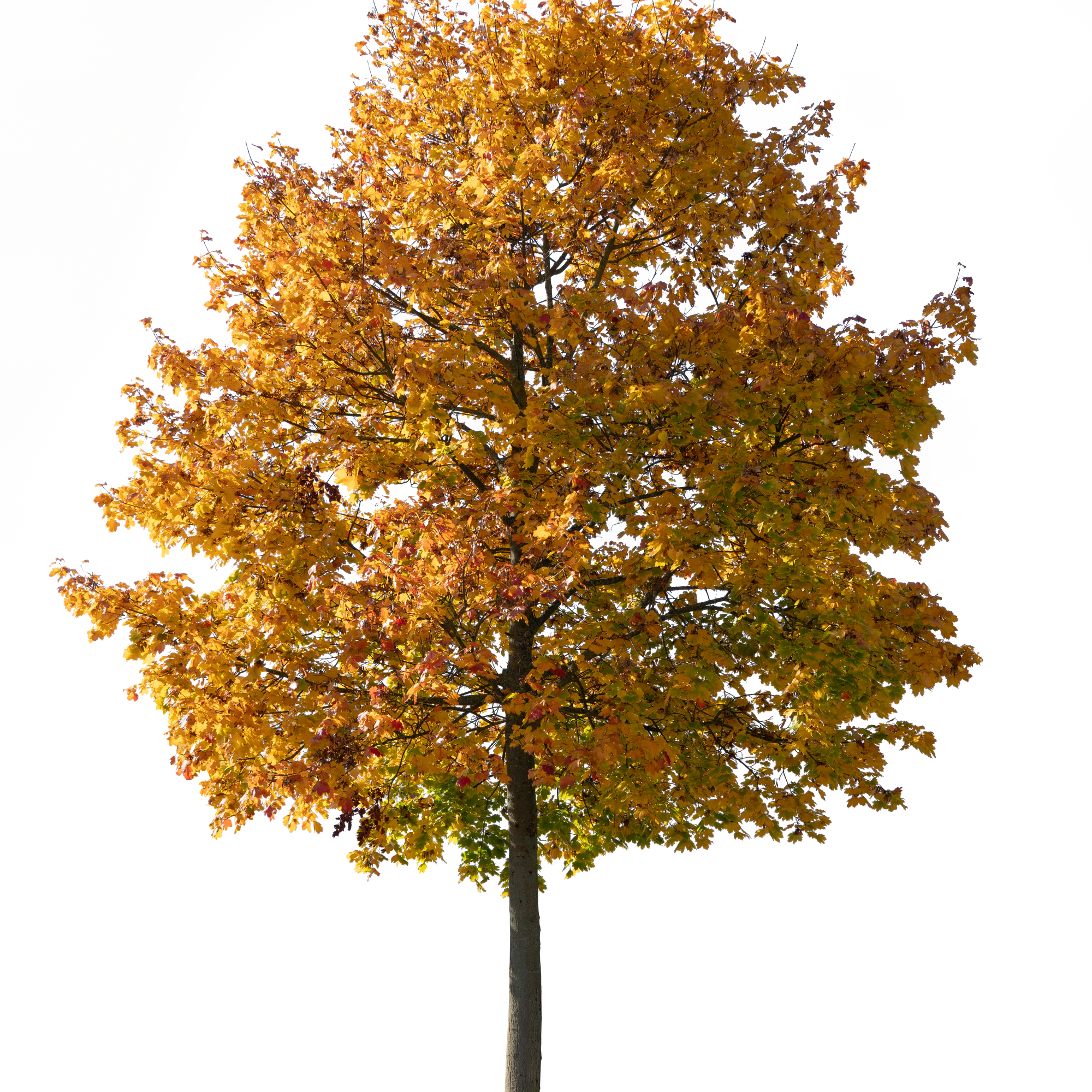 autumn tree 037 — Descargar