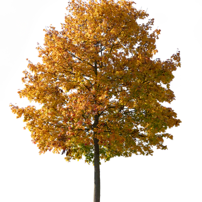 autumn tree 037 — Descargar