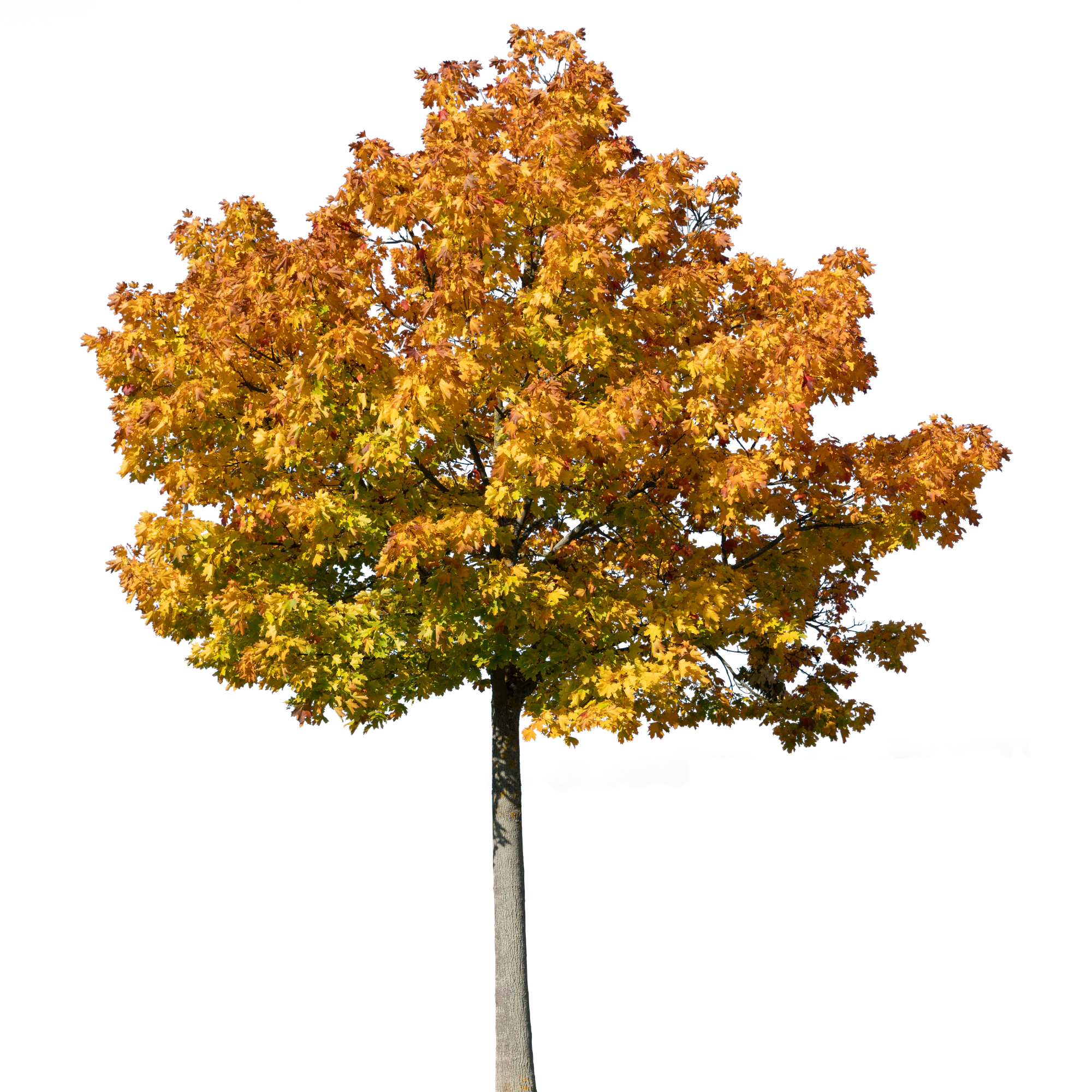 autumn tree 038 — Скачать
