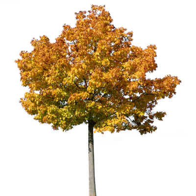 autumn tree 038 — Скачать