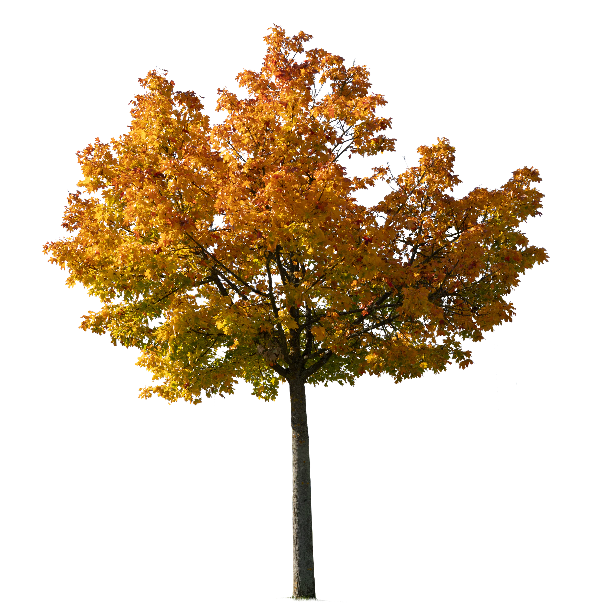autumn tree 039 — Descargar