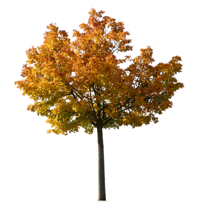 autumn tree 039 — Descargar