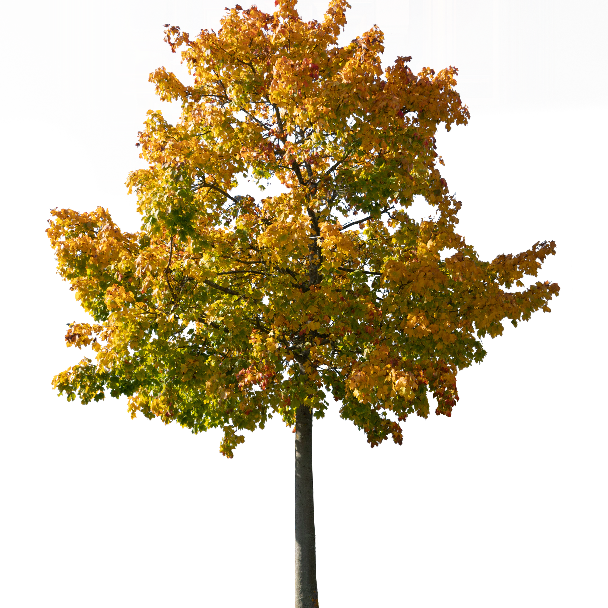 autumn tree 040 — Скачать