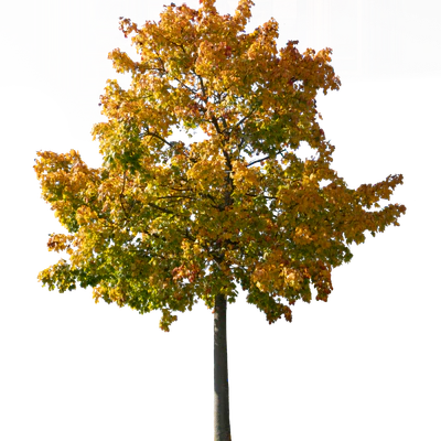 autumn tree 040 — Скачать