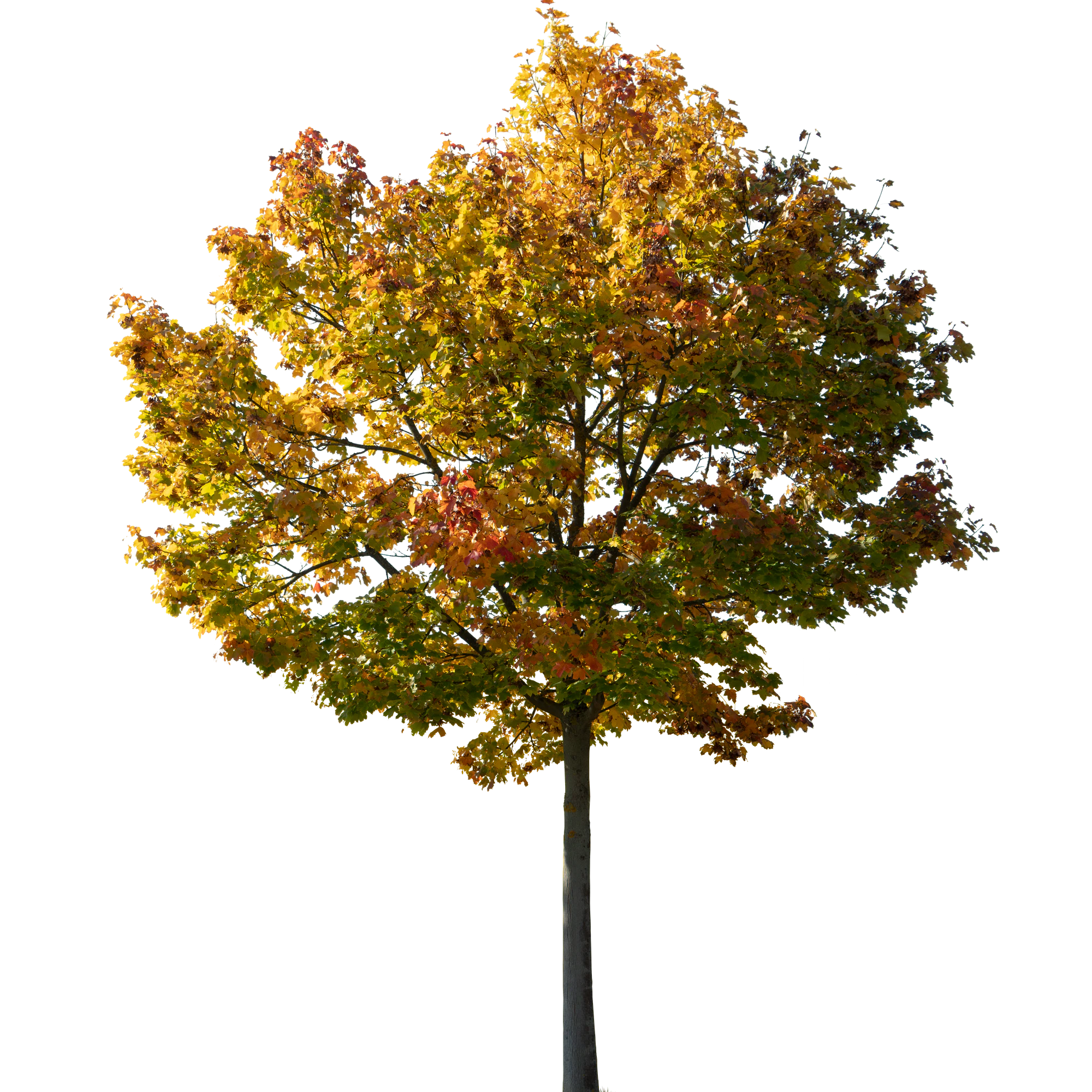 autumn tree 041 — Скачать