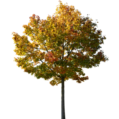 autumn tree 041 — Скачать
