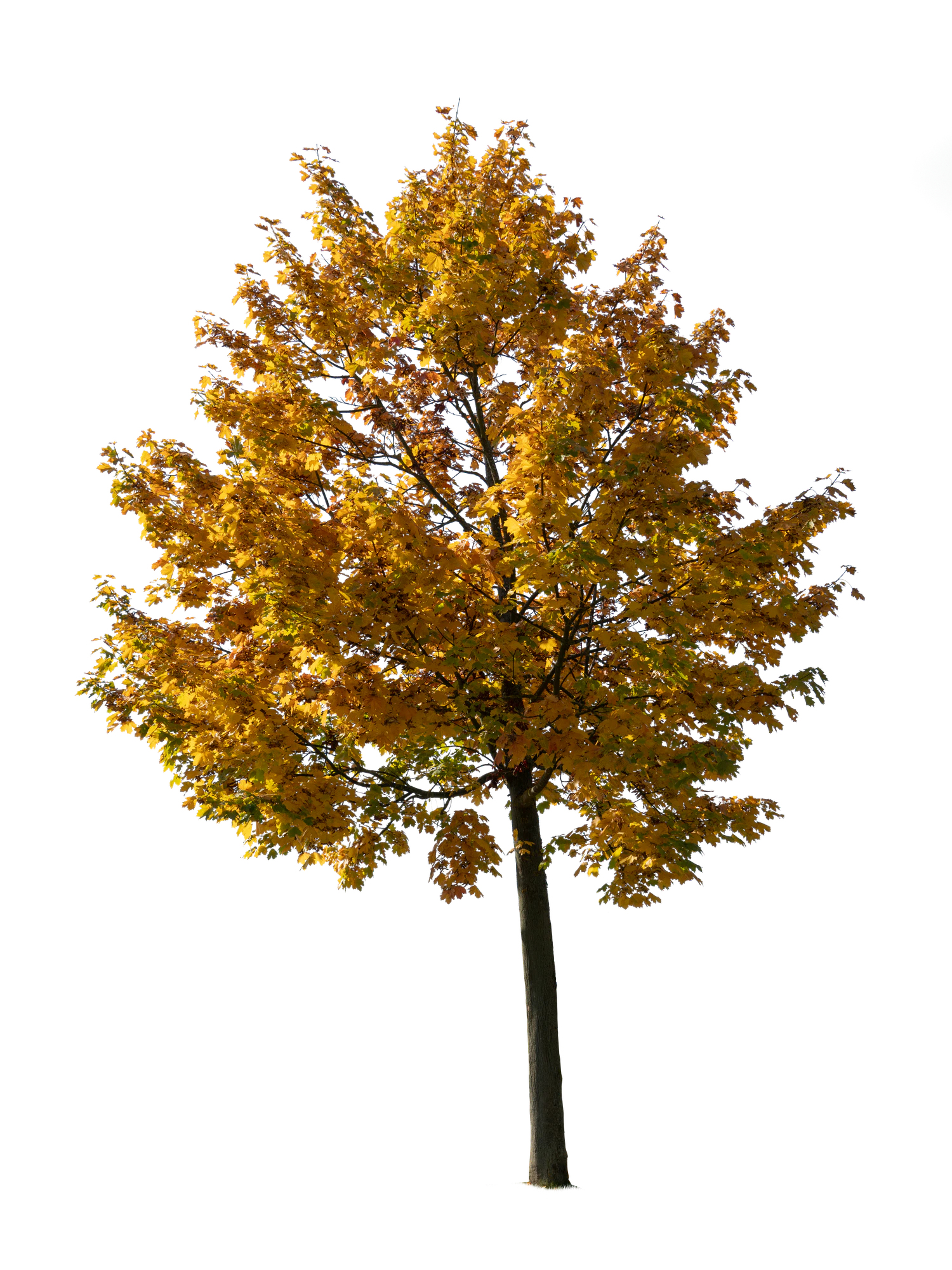 autumn tree 042 — Descargar