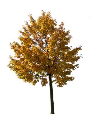 autumn tree 042 — Descargar