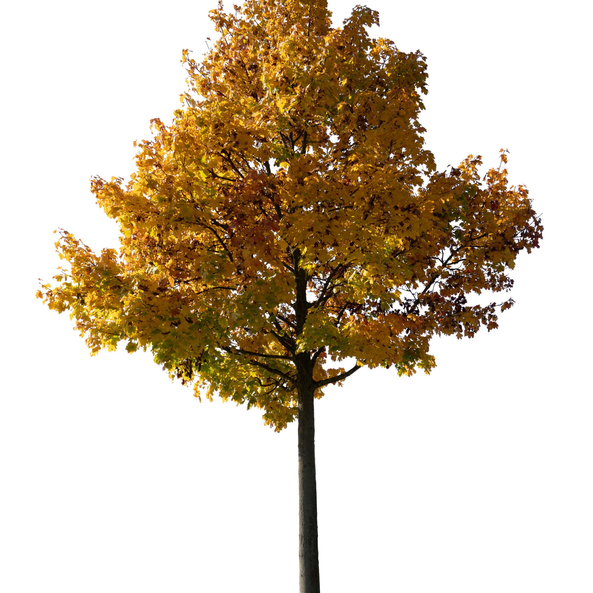 autumn tree 043 — Descargar