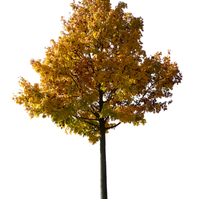 autumn tree 043 — Descargar