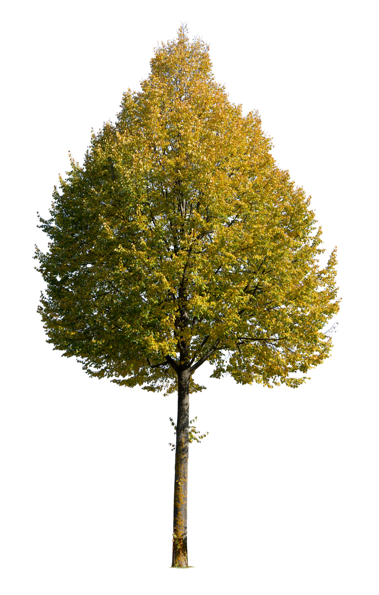 autumn tree 044 — Descargar