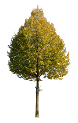 autumn tree 044 — Descargar