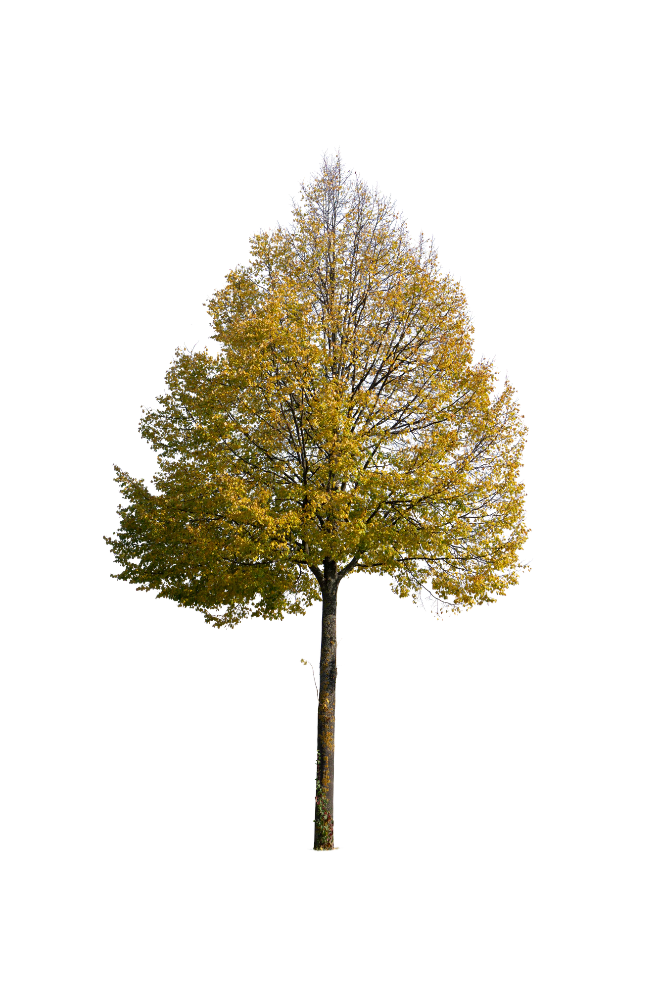 autumn tree 045 — Descargar