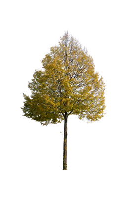 autumn tree 045 — Descargar