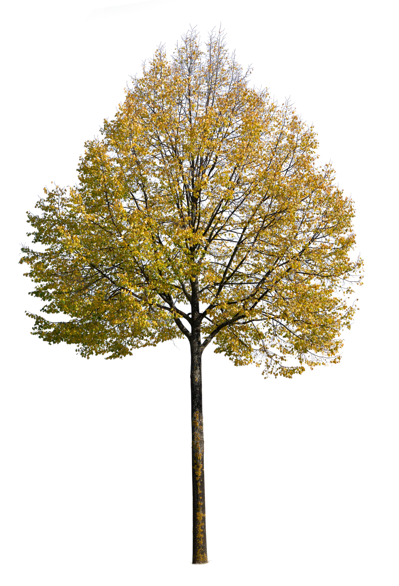autumn tree 046 — Descargar