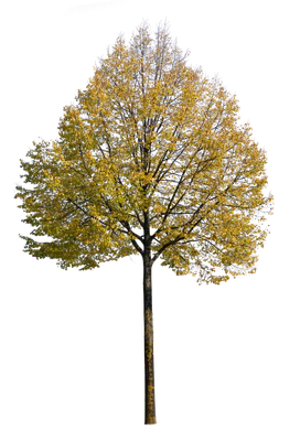autumn tree 046 — Descargar